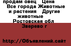  продам овец › Цена ­ 100 - Все города Животные и растения » Другие животные   . Ростовская обл.,Зверево г.